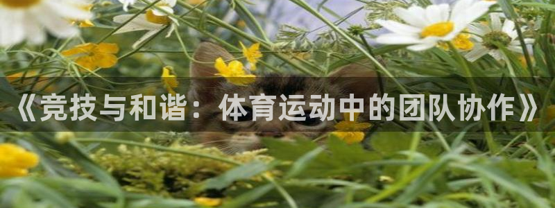 球速体育：《竞技与和谐：体育运动中的团队协作》