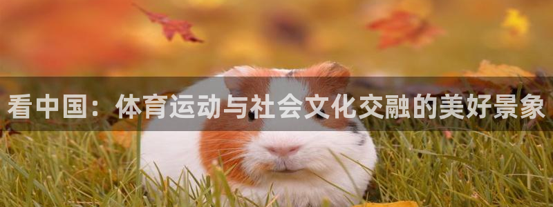 球速体育：看中国：体育运动与社会文化交融的美好景象
